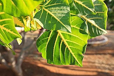 SE将保留《正当防卫》《奇异人生》《Outriders》等IP版权